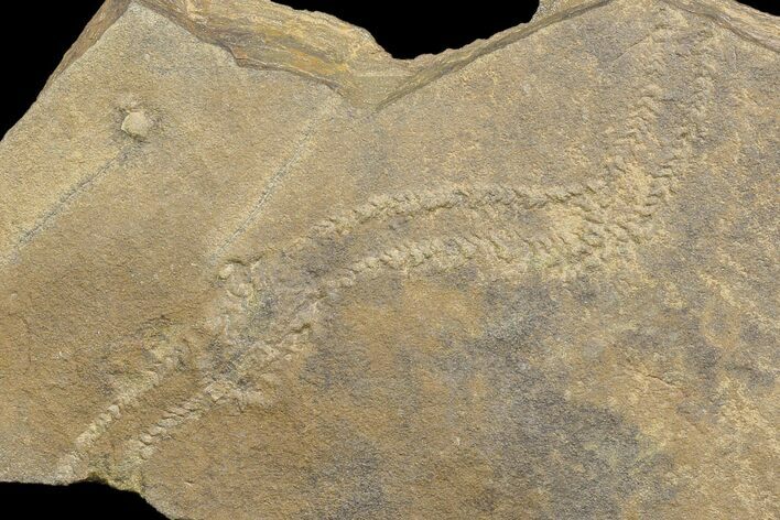 Cruziana (Fossil Trilobite Trackway) - Morocco #118356